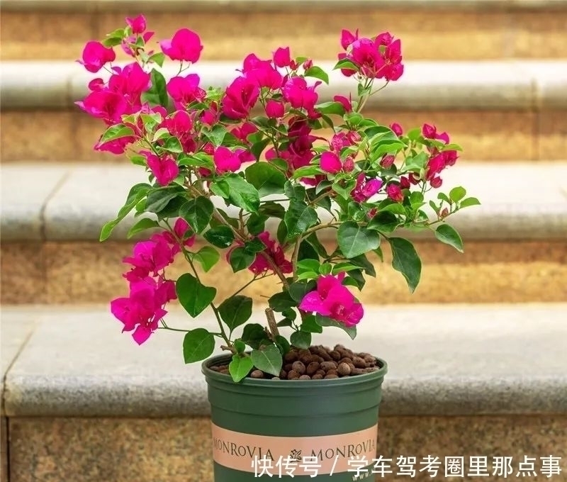 三角梅|家养六种花,个个都是“醋坛子”,隔几天喝一点醋,叶子绿油油的,越长越旺盛