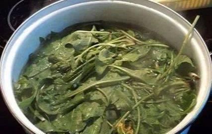 高二女生,因一壶蒲公英水,被送入医院,蒲公英泡水,有4大禁忌