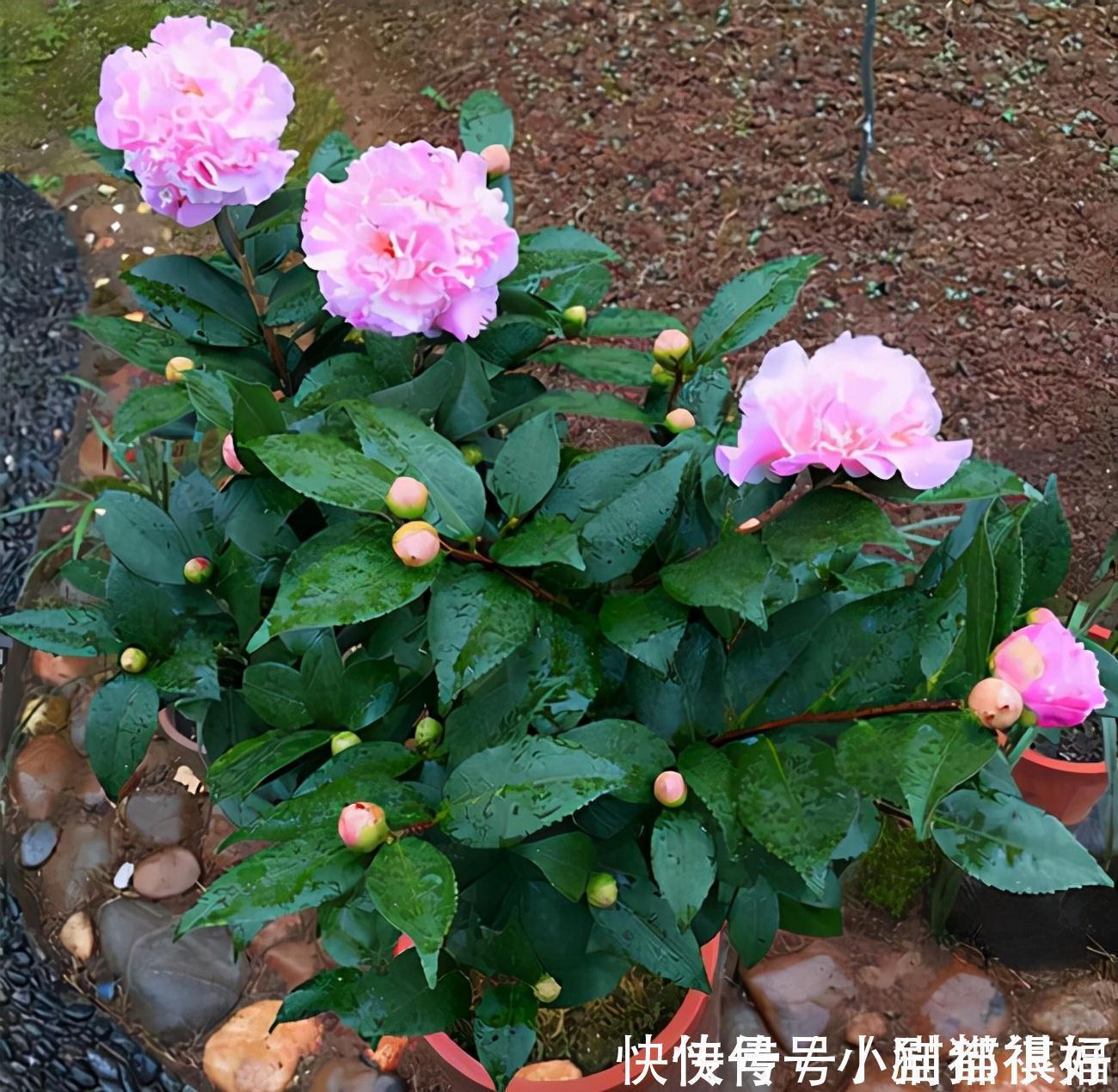 寓意|五种“吉祥花”,建议养一盆,不仅寓意好,还利于健康