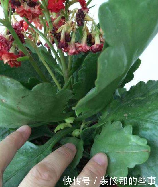 花草长了虫,用家里一些小玩意,一喷就消灭光,药都不用买!