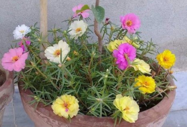 1种花“了不起”,插土里就活,7天就开花,1月就爆盆,比牡丹美