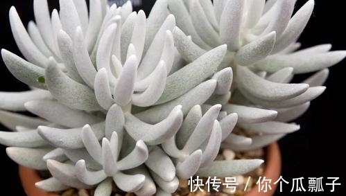 6款白色系多肉,高雅纯净养护简单,仙气十足谁见了都夸美!