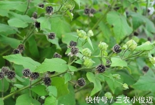 植株|农村茅厕边上的野草,可以用来治耳鸣,如今一斤10元成稀罕