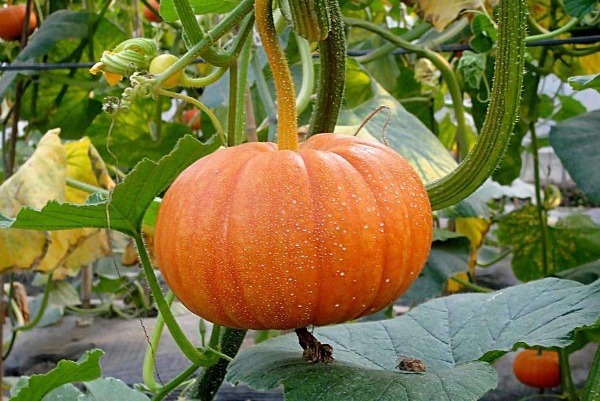 禁忌|青椒虽好吃又下饭,但要知青椒的4个禁忌,不然就是''没病找病''