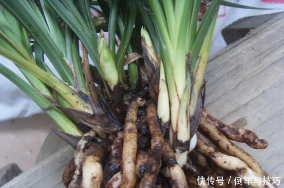 8种花,开完花别急着丢,剪一刀还能继续开!