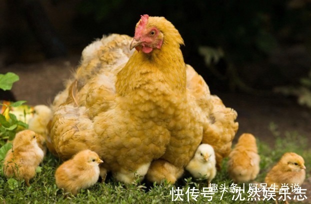 生肖|“十鸡九苦”，生肖鸡以下4年出生最好命，生来贵气，福禄双全