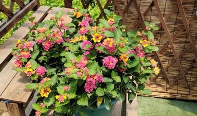 新人盆栽五色梅，轻松树立养花自信，管理还不容易出问题