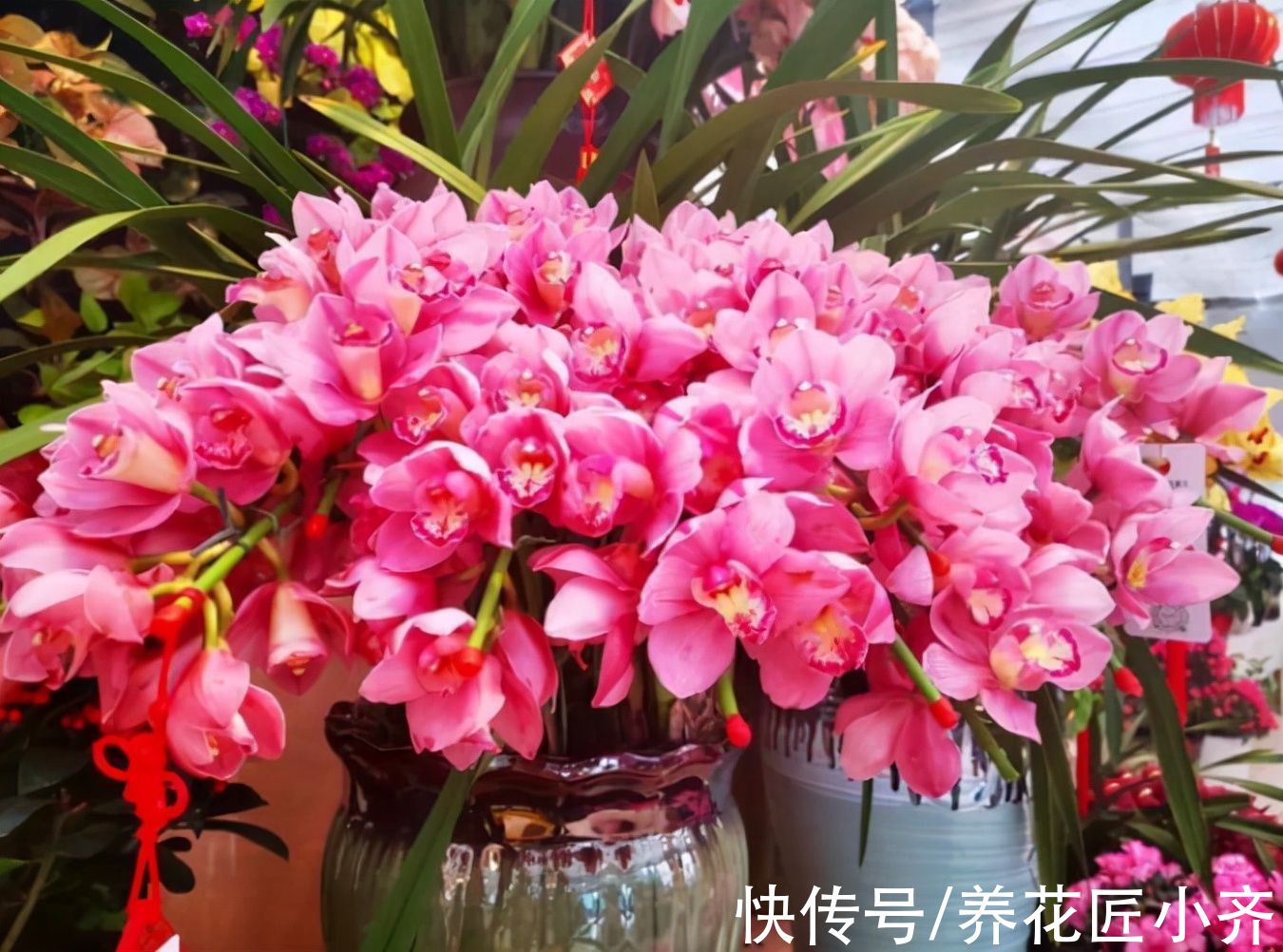 春节|5种“年宵花”，春节必须买一盆，富贵招财寓意好，吉利又喜庆