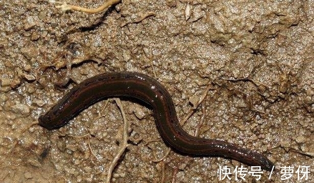 寄生虫|女子患肿瘤几乎丧命,医生从喉咙取出一条”大虫子”,网友:命大