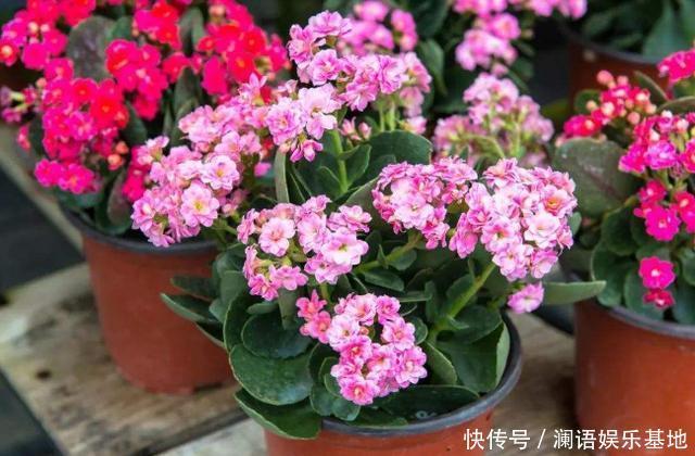 养君子兰、长寿花，盆里撒点“万能肥”，新芽猛长，呼呼开花！