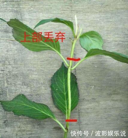 基部|扦插“4种花”趁现在,错过又是大半年,剪根枝条,15天就生根