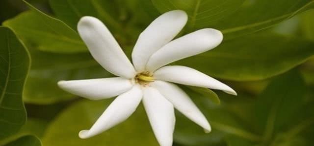 高墙还|洁白无瑕,花香悠远,又到一年飘香季