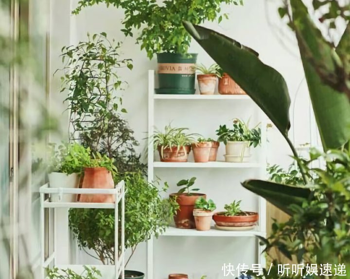 阳台很小,养不了太多花?巧用6个小方法,多养3倍还不止