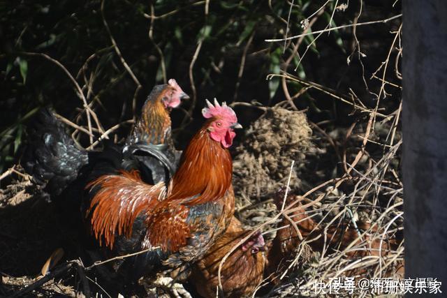 中年|山村百余口如今就剩5个人，隔沟相望的两户邻居，过成一家亲