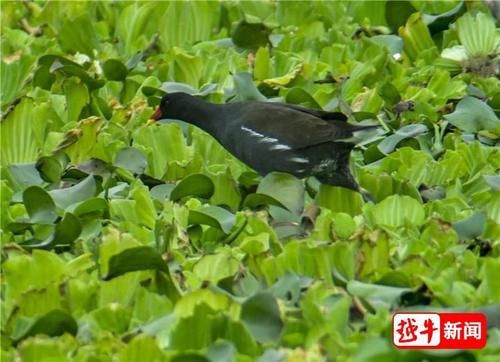 绍兴|绍兴水岸，冬日来客