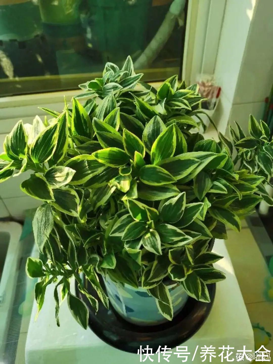 六出花|六出花耐旱好养，猛地一看像百合，花纹别致多彩