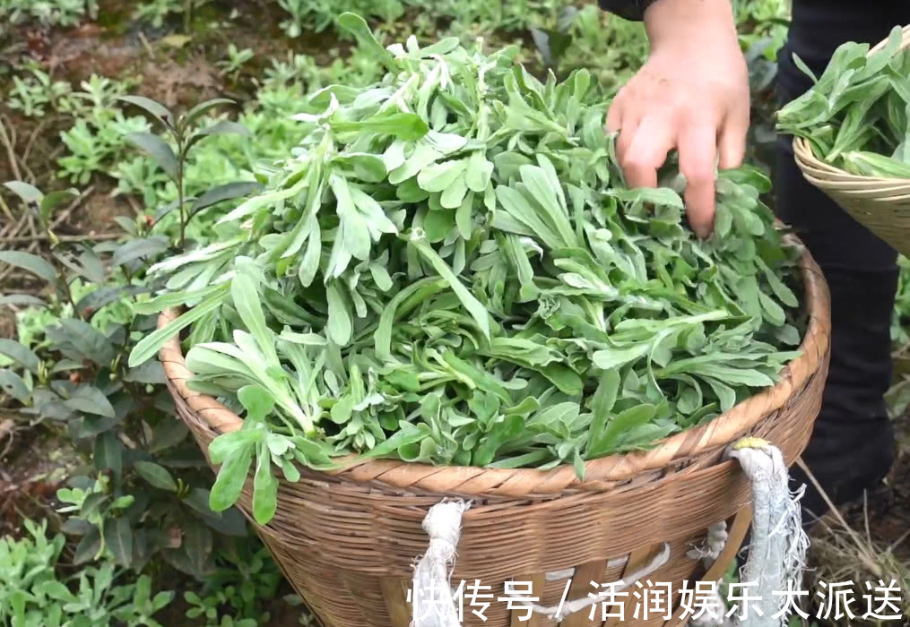 野花野草|山间野菜太多，一会功夫就摘一背篓，拿回家可以做成特色美味小吃