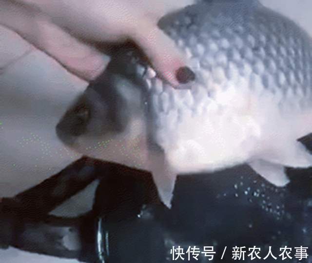 湖北一男子冒着寒冷通宵夜钓,妻子发现鱼获不对劲,网友:别乱想