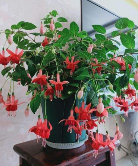 养护|10款花不喜欢晒太阳,摆在阴凉处静养,叶子油绿开花漂亮