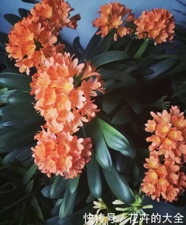 满盆冒花箭|养君子兰趁现在,多做2件事,长成大白菜,满盆冒花箭