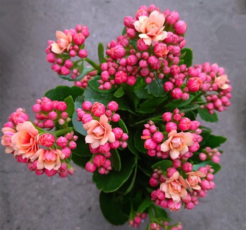 17大吉祥花,客厅有空间一定要养上一盆,好看又好养,养人又旺家