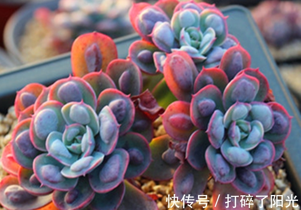 唐印|看到5种多肉,仿佛置身优美景色之中,满目都是美不胜收