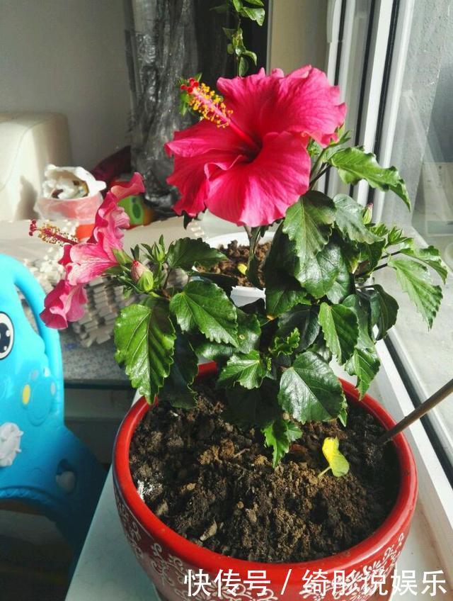 绿萝|别再养绿萝多肉了,这种盆栽,四季开花,漂亮喜庆,还非常好养