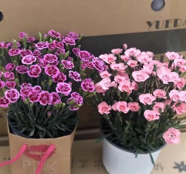 这花真好养,新手也能上手,家里养几盆,花繁色艳,漂亮极了