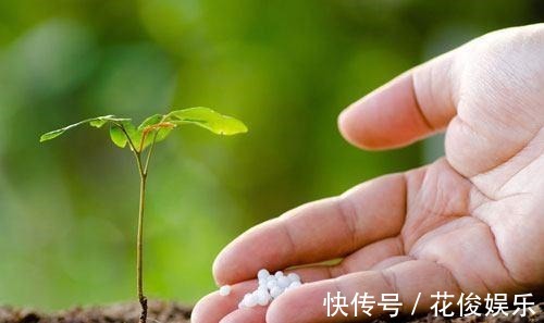 施肥|养花“养根”很重要,5个小妙招,白根粗壮,半年撑爆盆!