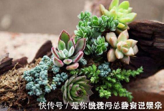 通风处|老公不听劝非要把树枝当花盆,邻居都看不起,结果却傻眼了!