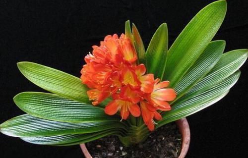 养君子兰知道这四个小技巧,不积水不烂根,年年开花不是问题!