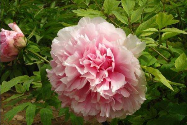 正面|做人,要遵循自然,按规矩行事