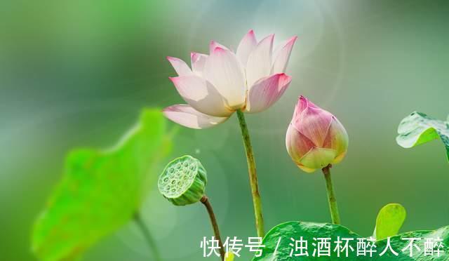 荷花#聊斋故事:荷花仙女