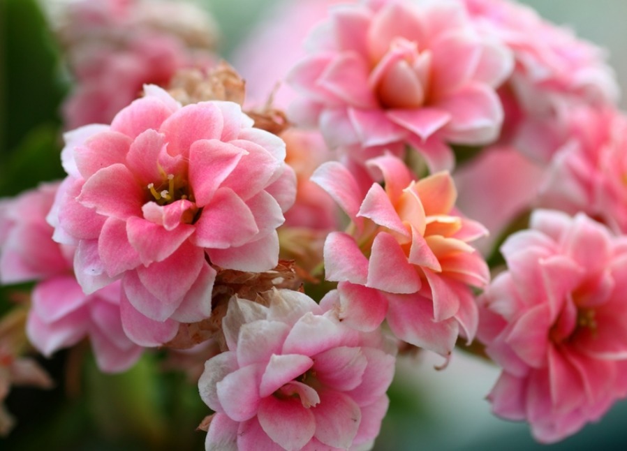 长寿花开花少教你3个“小妙招”，年年开花爆盆，养成“老桩”