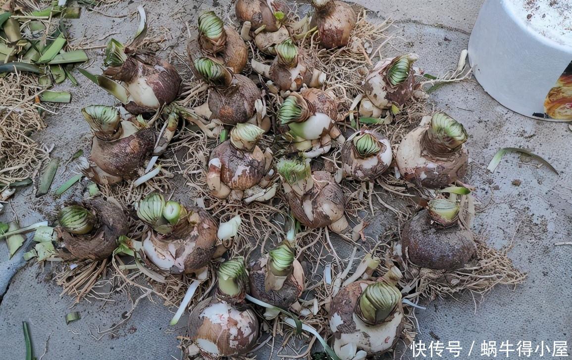  使劲|朱顶红冬天别“惯着”，使劲“虐一虐”，大花箭嗖嗖窜出来