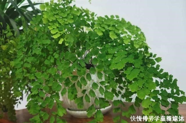 铁线蕨|12种耐阴花，适合养在卫生间里，光不好也能呼呼长！