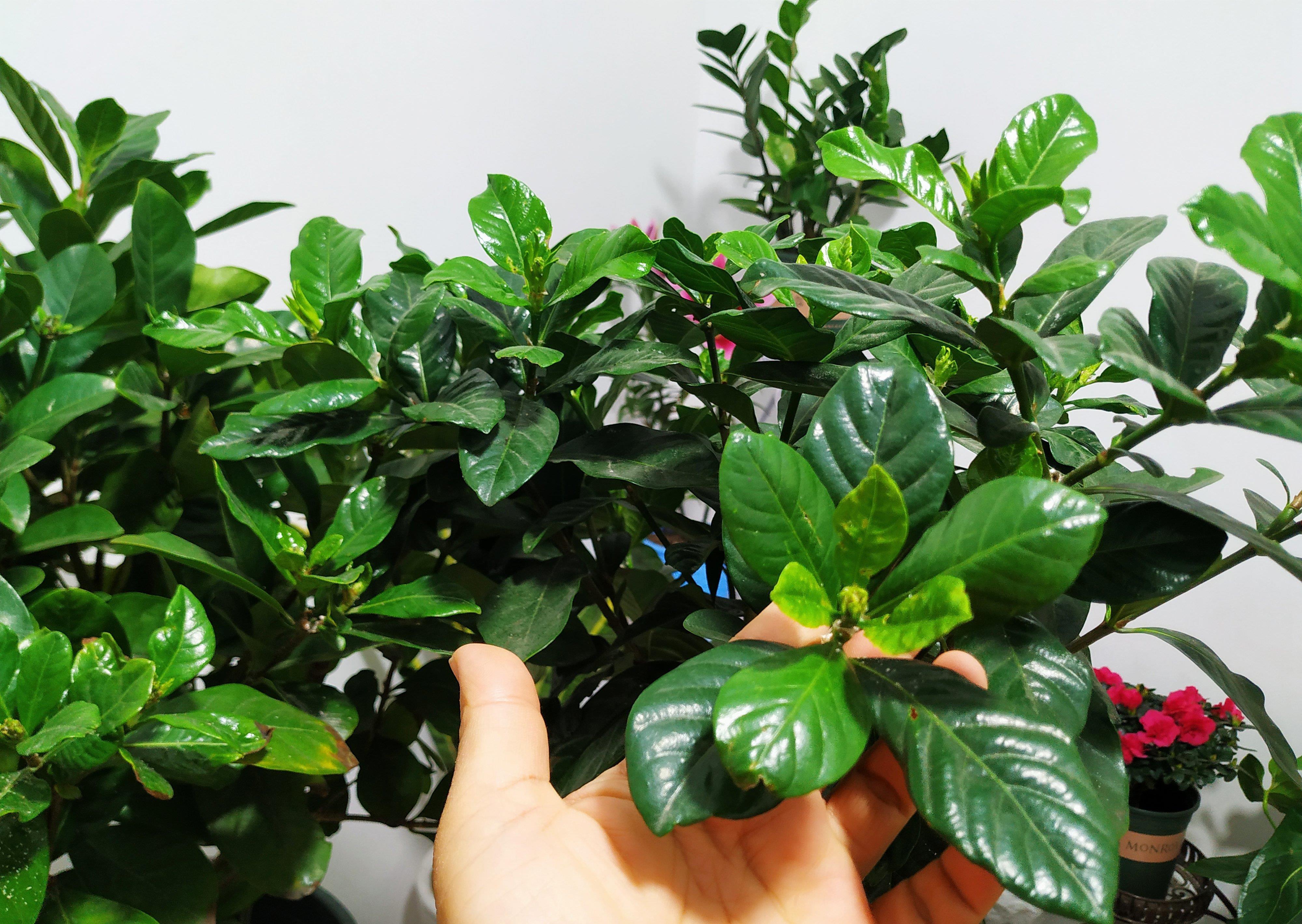 怪不得养花老是死,这些花都喜“酸水”,吃了酸不黄叶