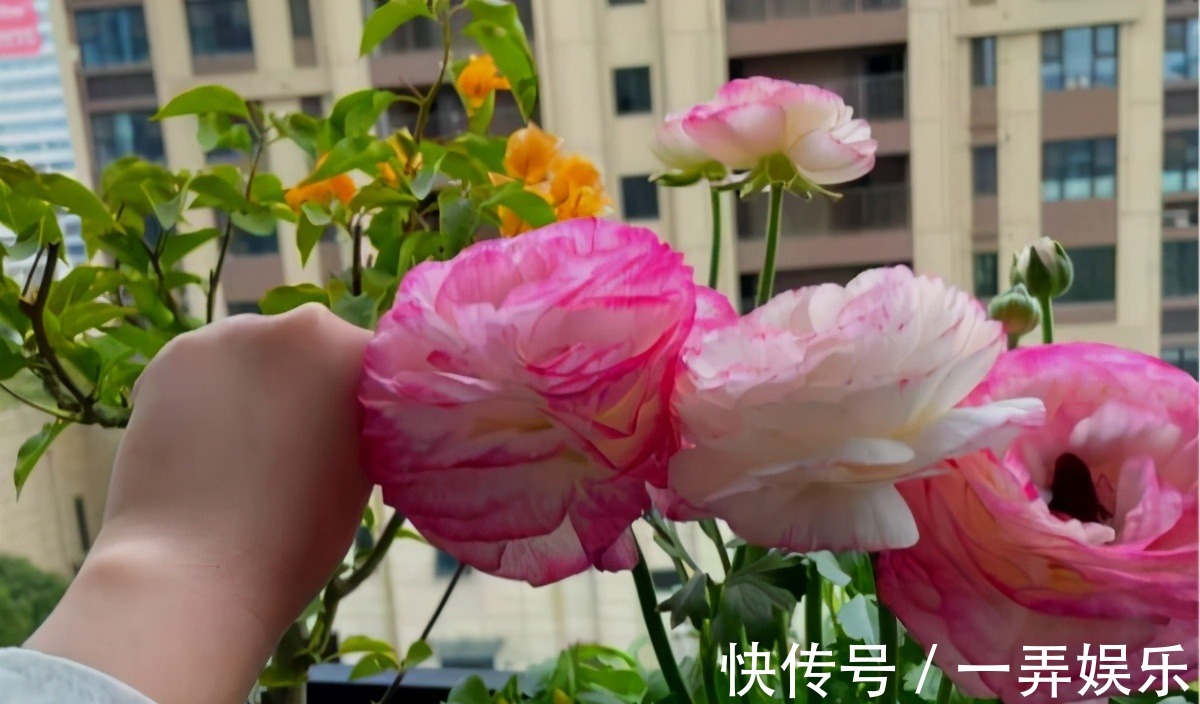 被名字耽误的“三种花”，名字虽土颜值高，关键是高温夏季也勤花