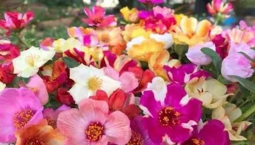 几款花卉，全年开花不停，好养如绿萝，简单易成活