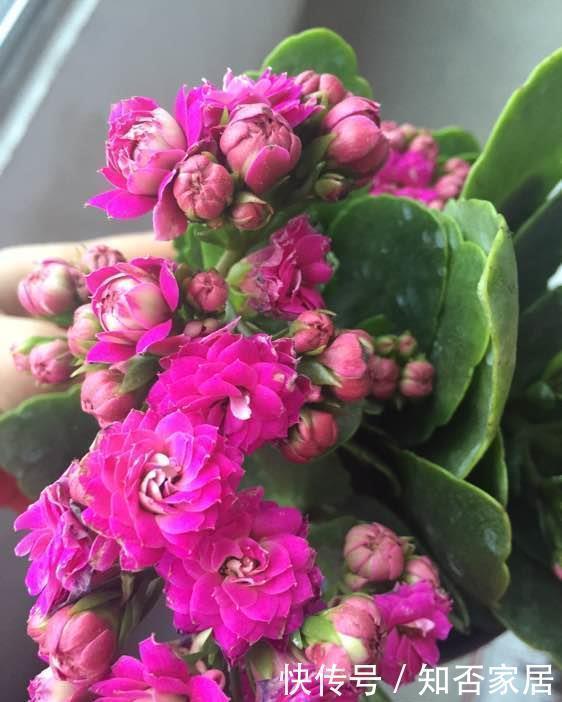 冬天养长寿花,几个小窍门,叶子碧绿,层层叠叠开满花