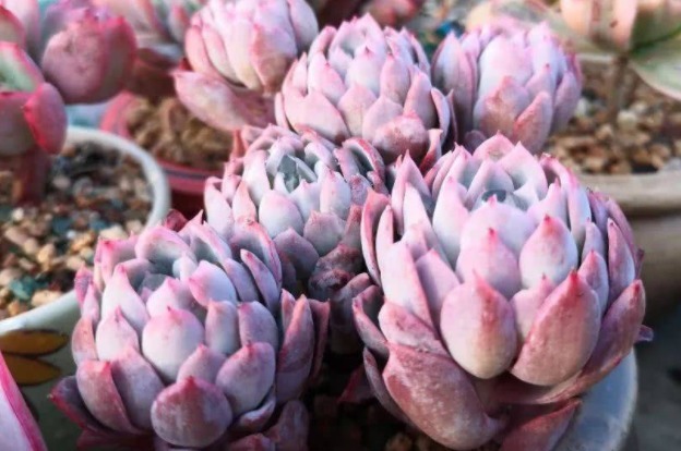 多肉紫罗兰女王如何养教你3个妙招,养出梦幻般的紫罗兰女王