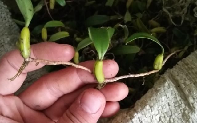 它便是“独叶岩珠”,是一味珍贵药材,爬山若有遇见请重视一下