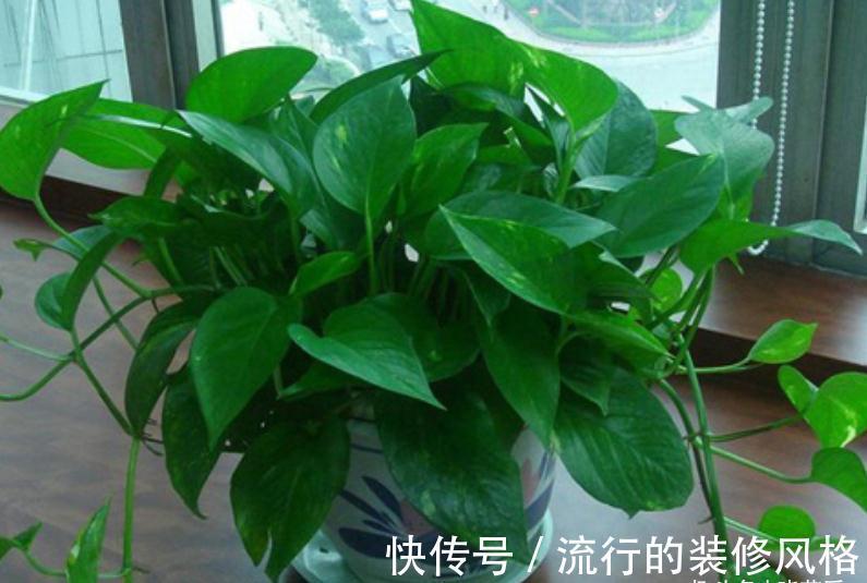 养这“10种花”,经常喷喷水,越长越旺“越精神”