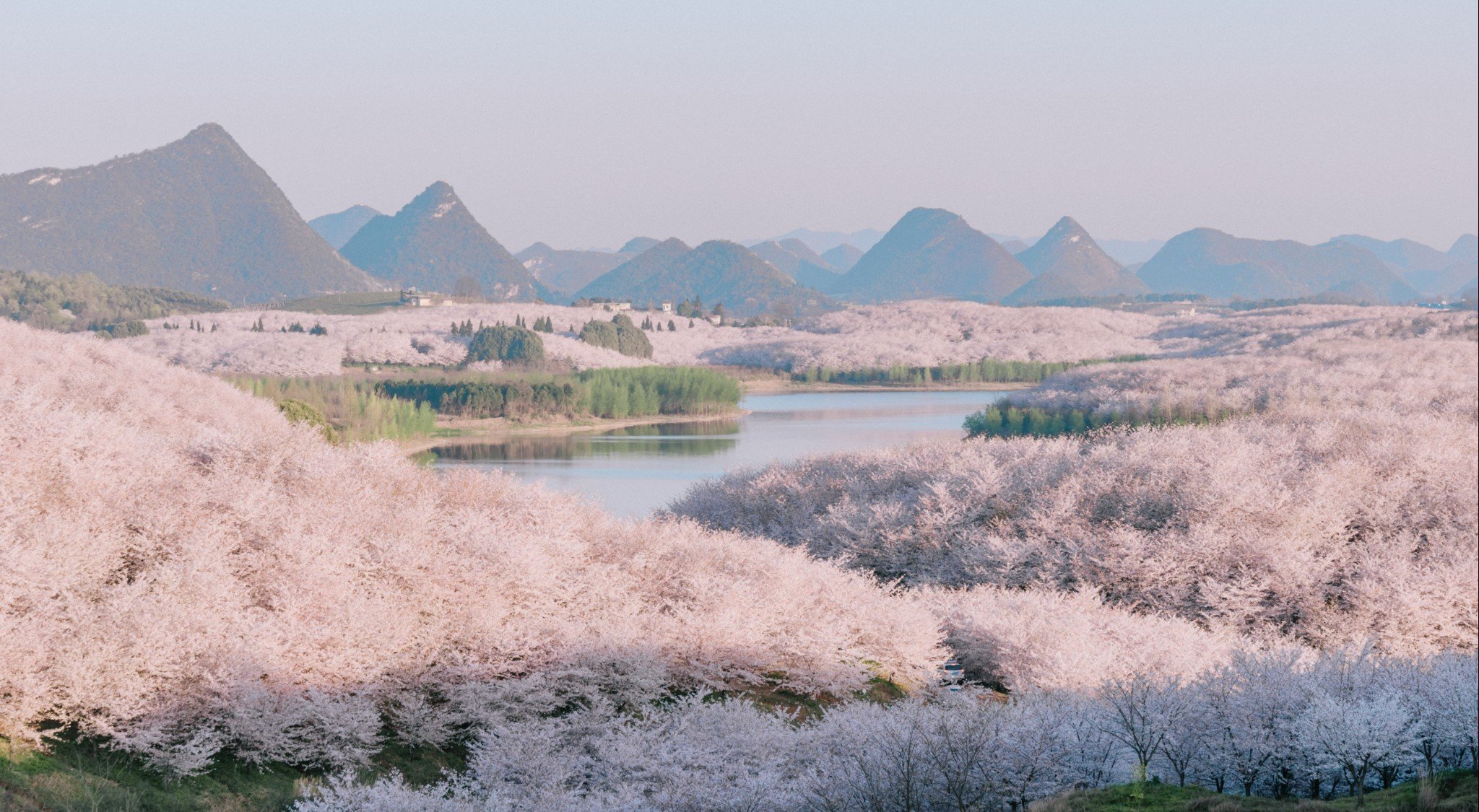 平坝樱花海，惊艳又浪漫