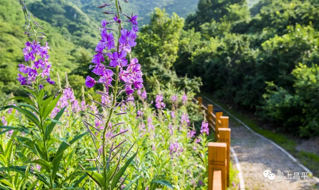 流村镇|1.5h抵达！5个原生态徒步地，迷人秋色畅游赏景！