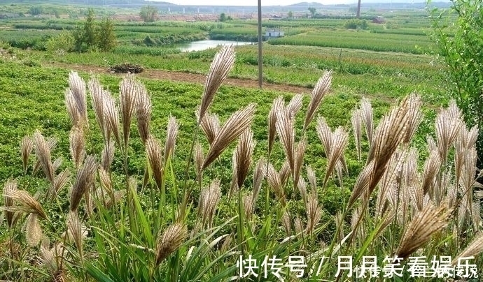 芒草|农村这些野菜，煮吃喝，清肝明目，降血压、减肥，还败毒抗癌！