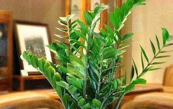 旺盛|这3种“聚福树”，树干“粗壮”、枝叶旺盛，客厅“适合”养1盆