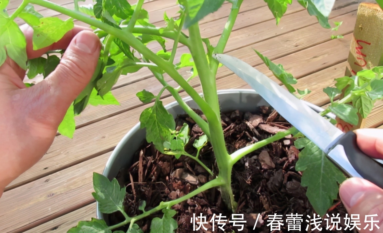 想在阳台盆栽西红柿,这些“窍门”要知道,自己种的口感更好