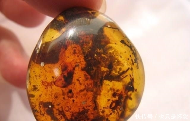 有家|腾冲有家博物馆藏一块琥珀,琥珀中有只带牙的鸟,它是最小的恐龙