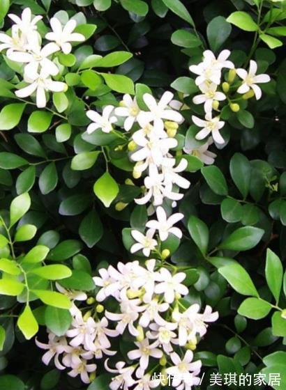 浇水|家里种上1种“香水花”，清香四溢空气更清新，一开就是小半年